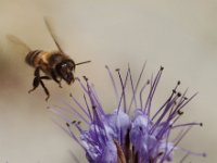Coming in for a Landing